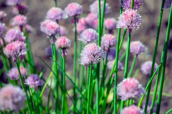 Зображення Цибулевого Квіткового Поля — стокове фото