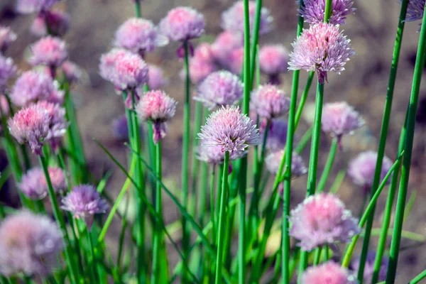 タマネギの花畑のイメージ — ストック写真