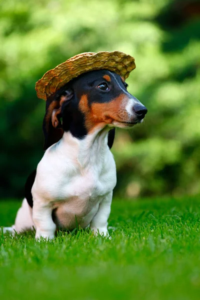 Image Chapeau Chien Jardin Été — Photo