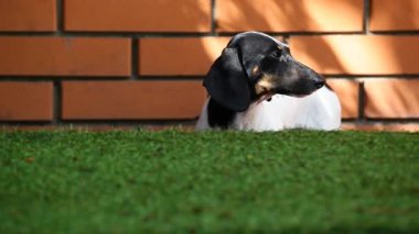 Köpek çim duvarının görüntüleri