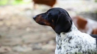 Köpek yaz bahçesi görüntüleri.