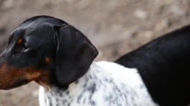 Köpek yaz bahçesi görüntüleri.