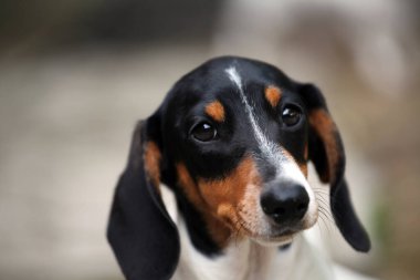 Köpek yaz bahçesi görüntüsü