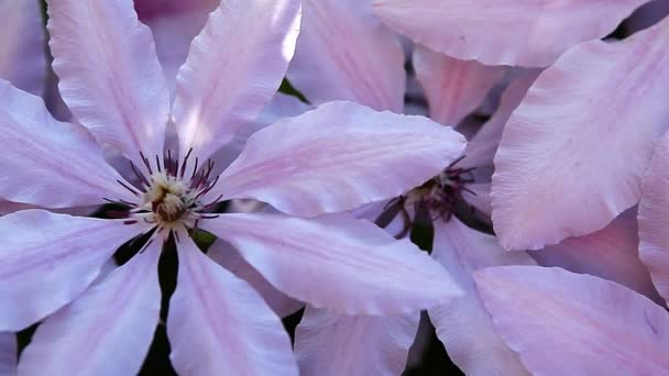 Πλάνα Από Λουλούδι Καλοκαιρινό Κήπο — Αρχείο Βίντεο