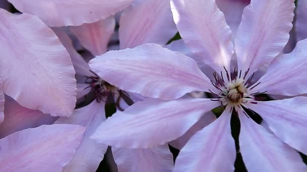 Beeldmateriaal Van Bloem Zomer Tuin — Stockvideo