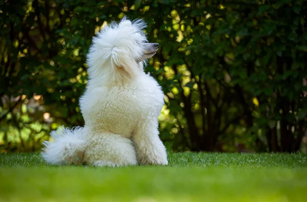 Imagem Cão Grama Fundo — Fotografia de Stock