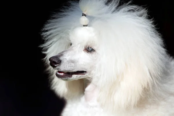 Bild Hund Mörk Bakgrund — Stockfoto