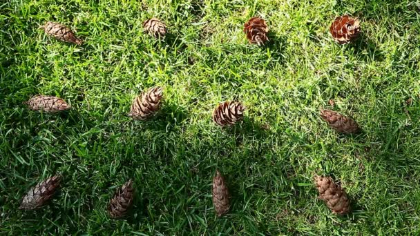 Imágenes Sombra Árbol Cono Hierba — Vídeo de stock