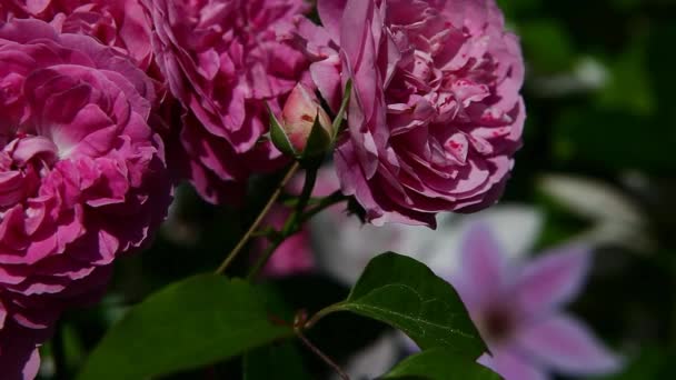 Кадри Літнього Саду Троянд — стокове відео