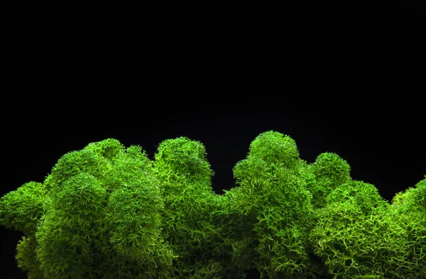 Imagen Fondo Oscuro Musgo — Foto de Stock