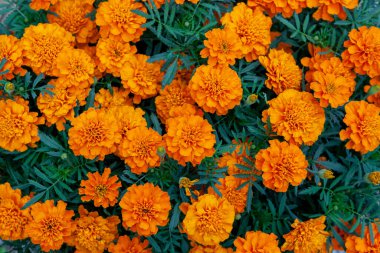 Çiçek yaz bahçesinin resmi 