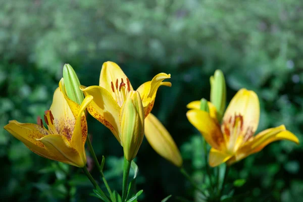 Çiçek Yaz Bahçesinin Resmi — Stok fotoğraf
