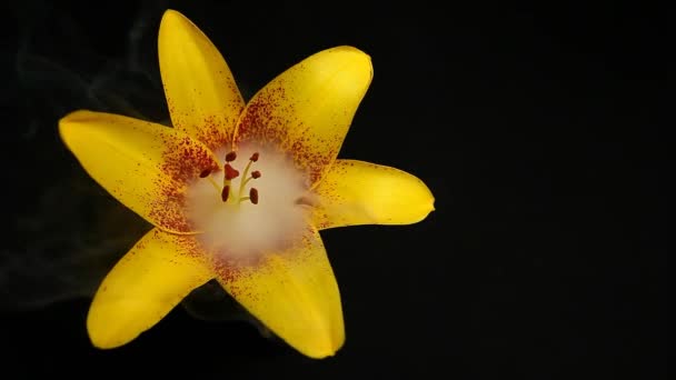 Çiçek Dumanının Karanlık Arkaplan Görüntüleri — Stok video