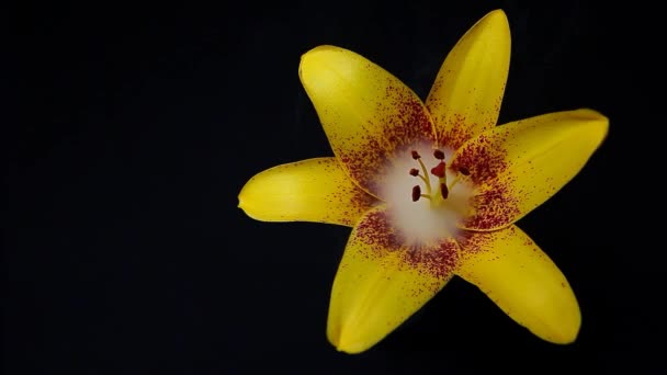 Séquences Fumée Fleurs Fond Sombre — Video