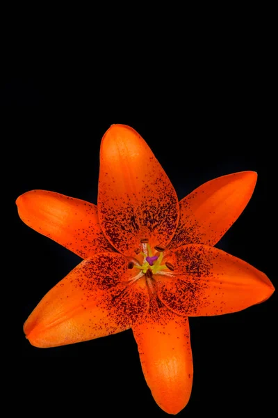 Image Flower Dark Background — Stock Photo, Image