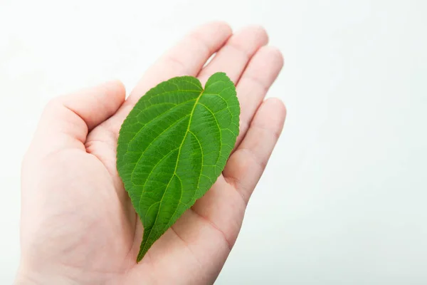 Immagine Foglia Mano Sfondo Bianco — Foto Stock