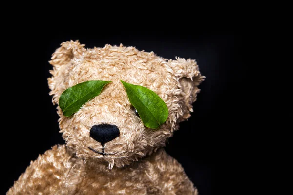 Image Bear Leaf Dark Background — Stock Photo, Image