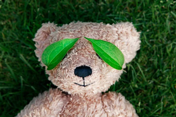 Image Bear Leaf Grass Background — Stock Photo, Image