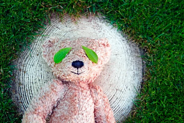 Изображение Травы Заглушкой Медвежьего Листа — стоковое фото