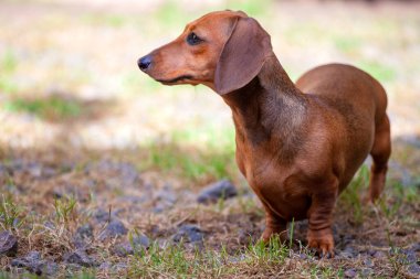 Köpek yaz ormanının görüntüsü