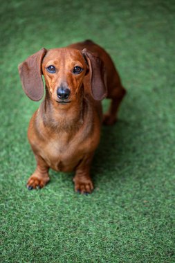 Köpek otu arkaplanının resmi 