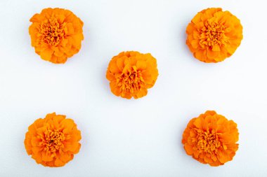 Çiçek beyaz arkaplan resmi 