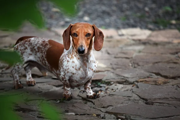 Bild Des Hundesommers Garten — Stockfoto