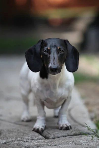 Köpek Yaz Bahçesi Görüntüsü — Stok fotoğraf