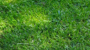 Tramvay sebze çim arka planının görüntüleri 