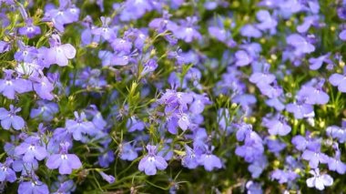 Tarla çiçeği rüzgarının görüntüleri