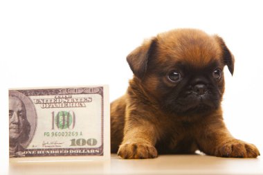 image of puppy money white background  clipart