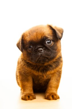 Köpek beyazı arkaplan resmi 