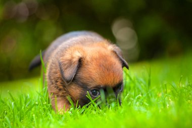 Köpek çimi arkaplan resmi 