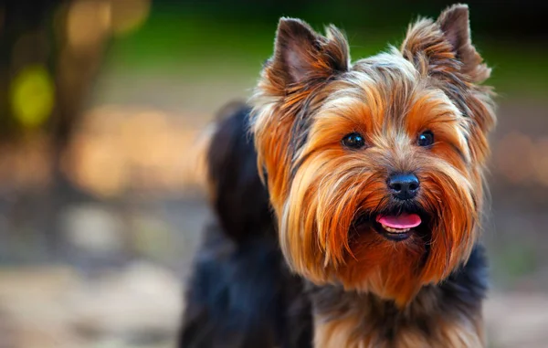 Köpek Portresi Parkı Görüntüsü — Stok fotoğraf