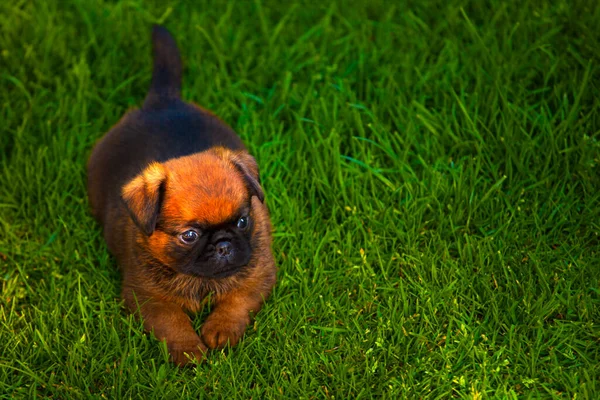 Bild Des Hundes Gras Hintergrund — Stockfoto