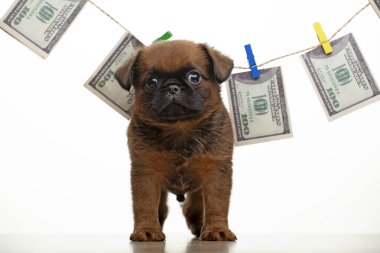 Köpek parasının resmi beyaz arkaplan 