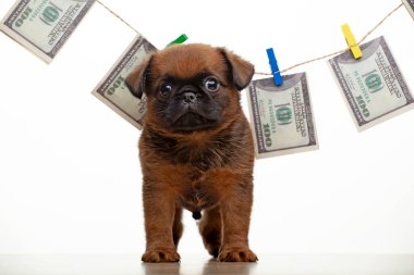image of puppy money white background  clipart