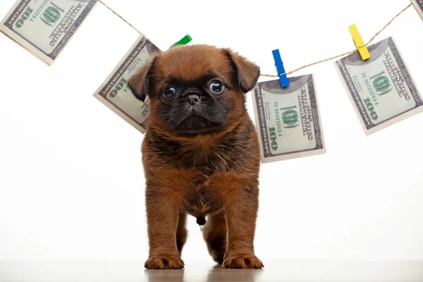 Afbeelding Van Puppy Geld Witte Achtergrond — Stockfoto