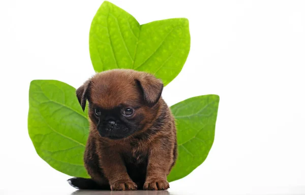 Image Dog Leaf White Background — Stock Photo, Image