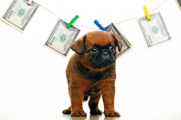 Afbeelding Van Puppy Geld Witte Achtergrond — Stockfoto