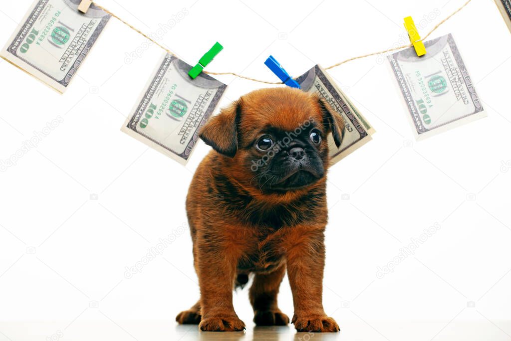 image of puppy money white background 