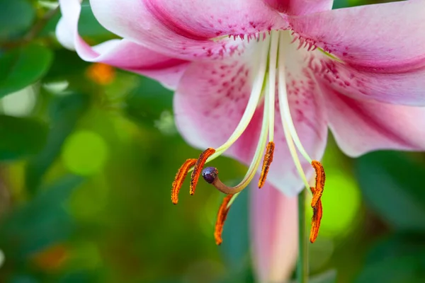 Çiçek Ağacı Arkaplanının Resmi — Stok fotoğraf