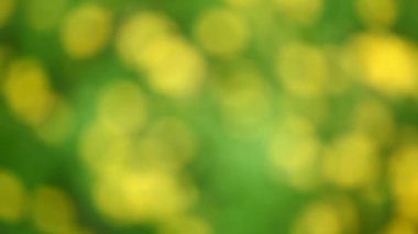 Sarı çiçek Bokeh 'in görüntüleri