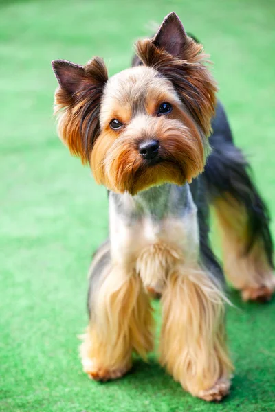 Afbeelding Van Hond Gras Achtergrond — Stockfoto