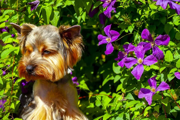 Afbeelding Van Hond Bloem Achtergrond — Stockfoto