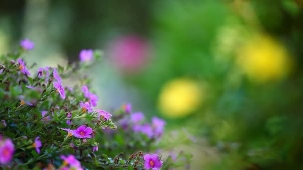 Imagens Verão Flor Jardim — Vídeo de Stock