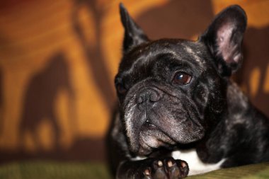 Köpek yuvası görüntüsü 