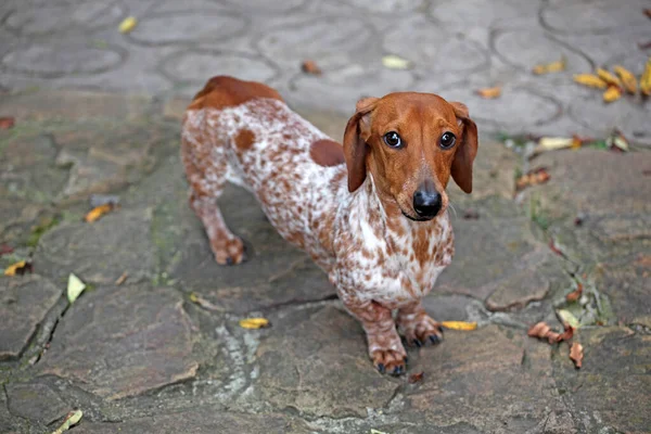 Köpek Sonbahar Parkı Görüntüsü — Stok fotoğraf