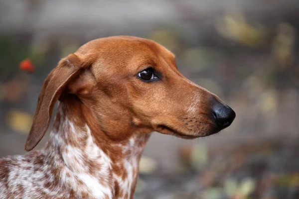 Afbeelding Van Hond Herfst Park — Stockfoto