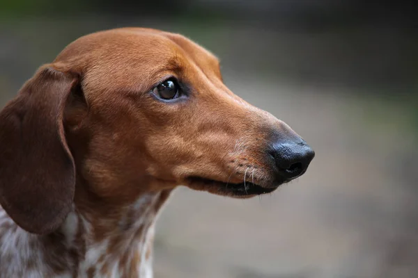 Dachshund Köpek Portresi — Stok fotoğraf